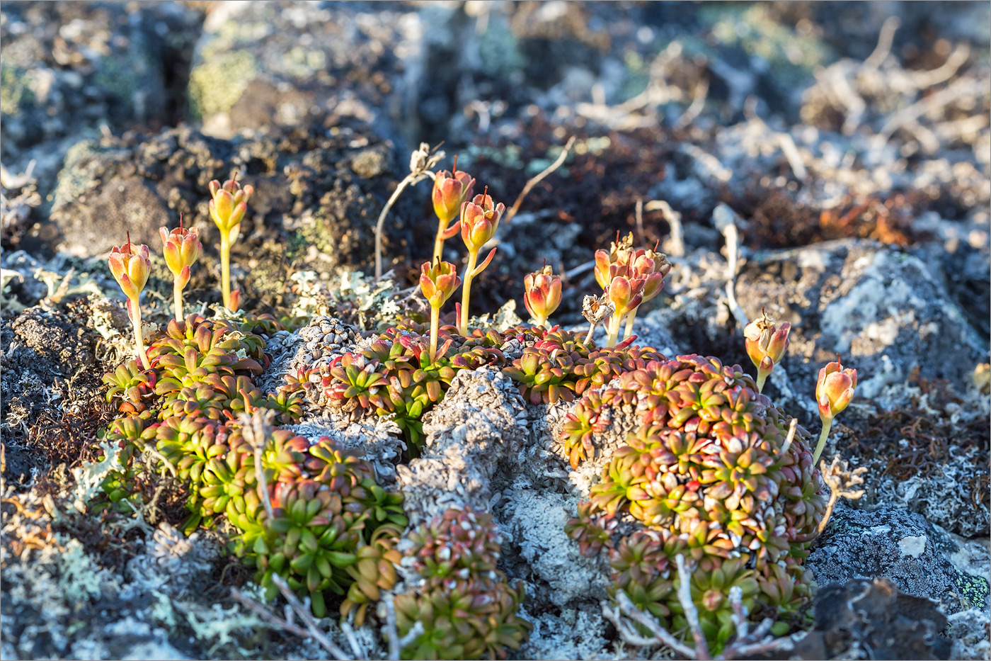 Image of Diapensia lapponica specimen.