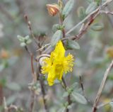 Helianthemum stipulatum