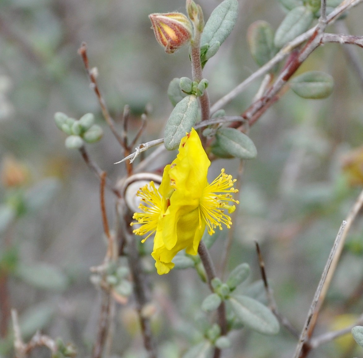 Image of Helianthemum stipulatum specimen.