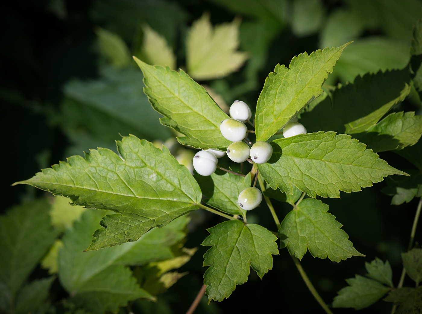 Изображение особи Actaea rubra f. neglecta.