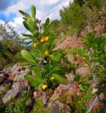 Berberis sibirica