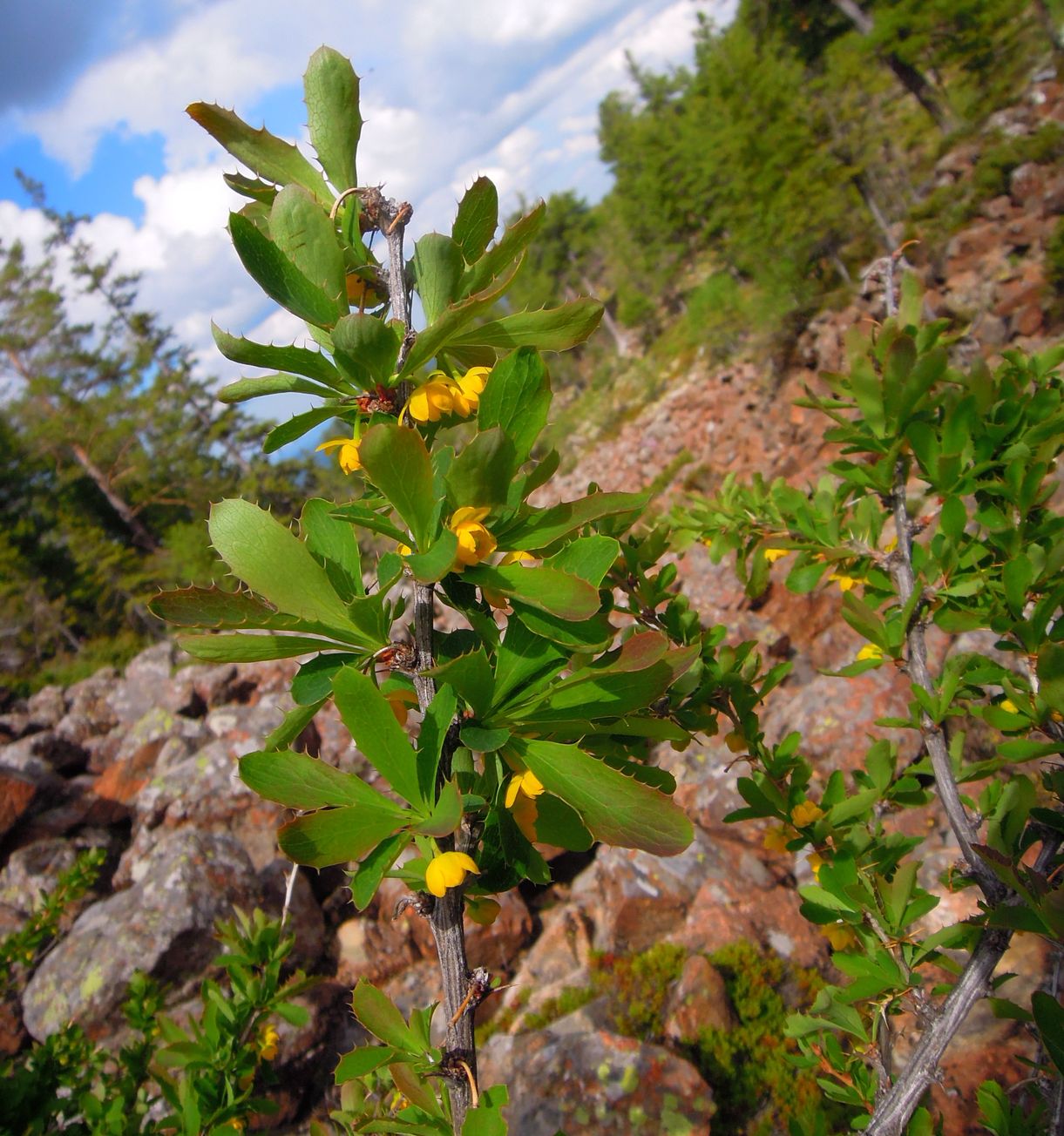 Изображение особи Berberis sibirica.