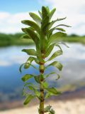 Elodea canadensis. Верхушка побега (изъято из воды). Окр. Архангельска, затон реки Маймакса. 30.06.2014.