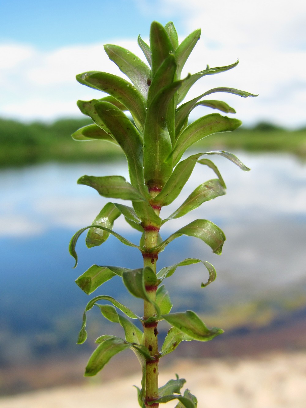 Image of Elodea canadensis specimen.