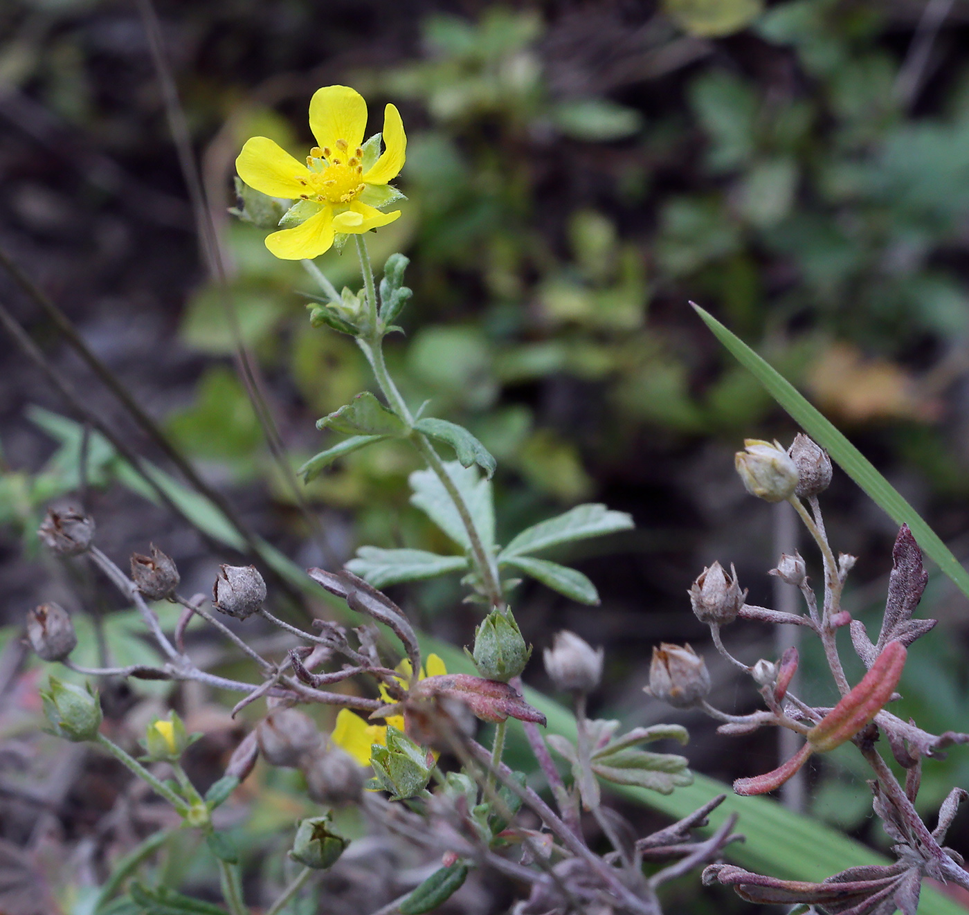 Изображение особи род Potentilla.