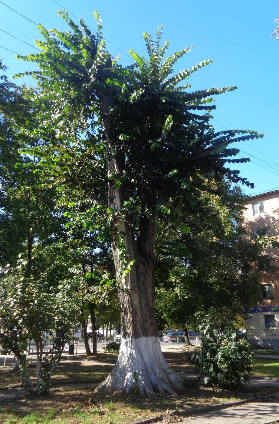 Image of Ulmus glabra specimen.