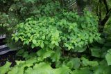 Hydrangea paniculata