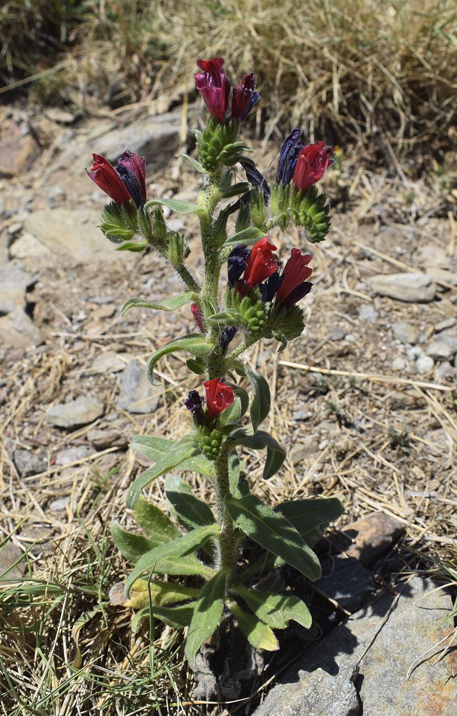 Изображение особи Echium creticum.