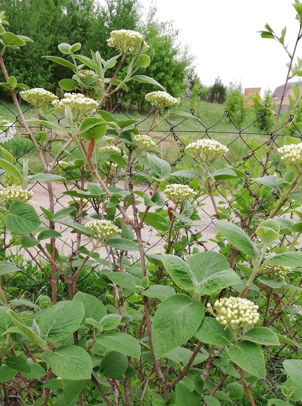 Image of Viburnum lantana specimen.