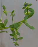 Asperugo procumbens