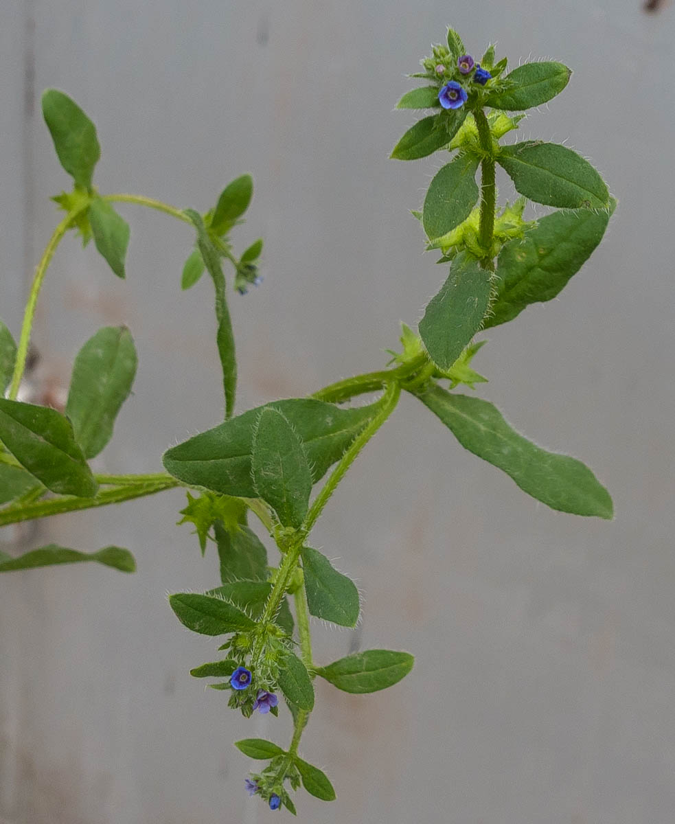 Image of Asperugo procumbens specimen.