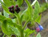 Symphytum peregrinum