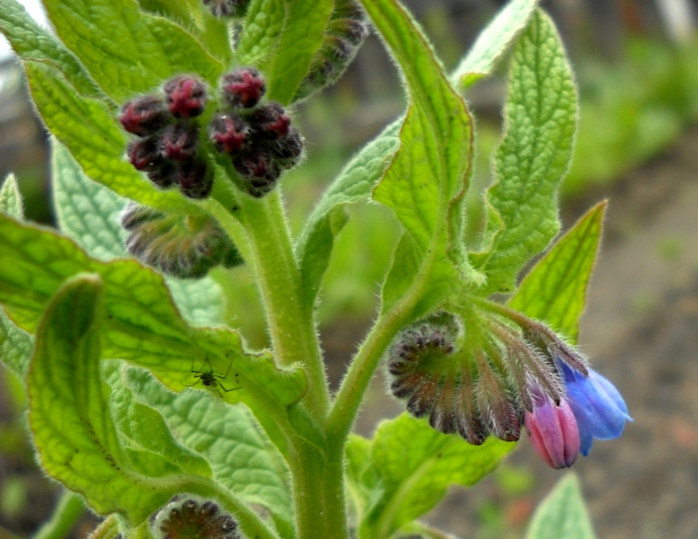 Изображение особи Symphytum peregrinum.