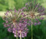 Allium rosenorum