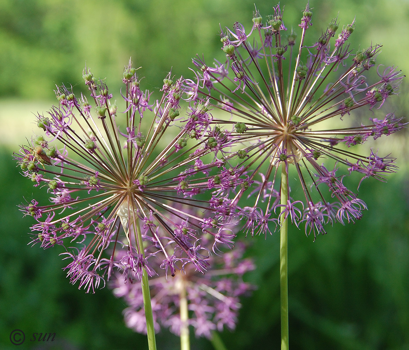 Image of Allium rosenorum specimen.