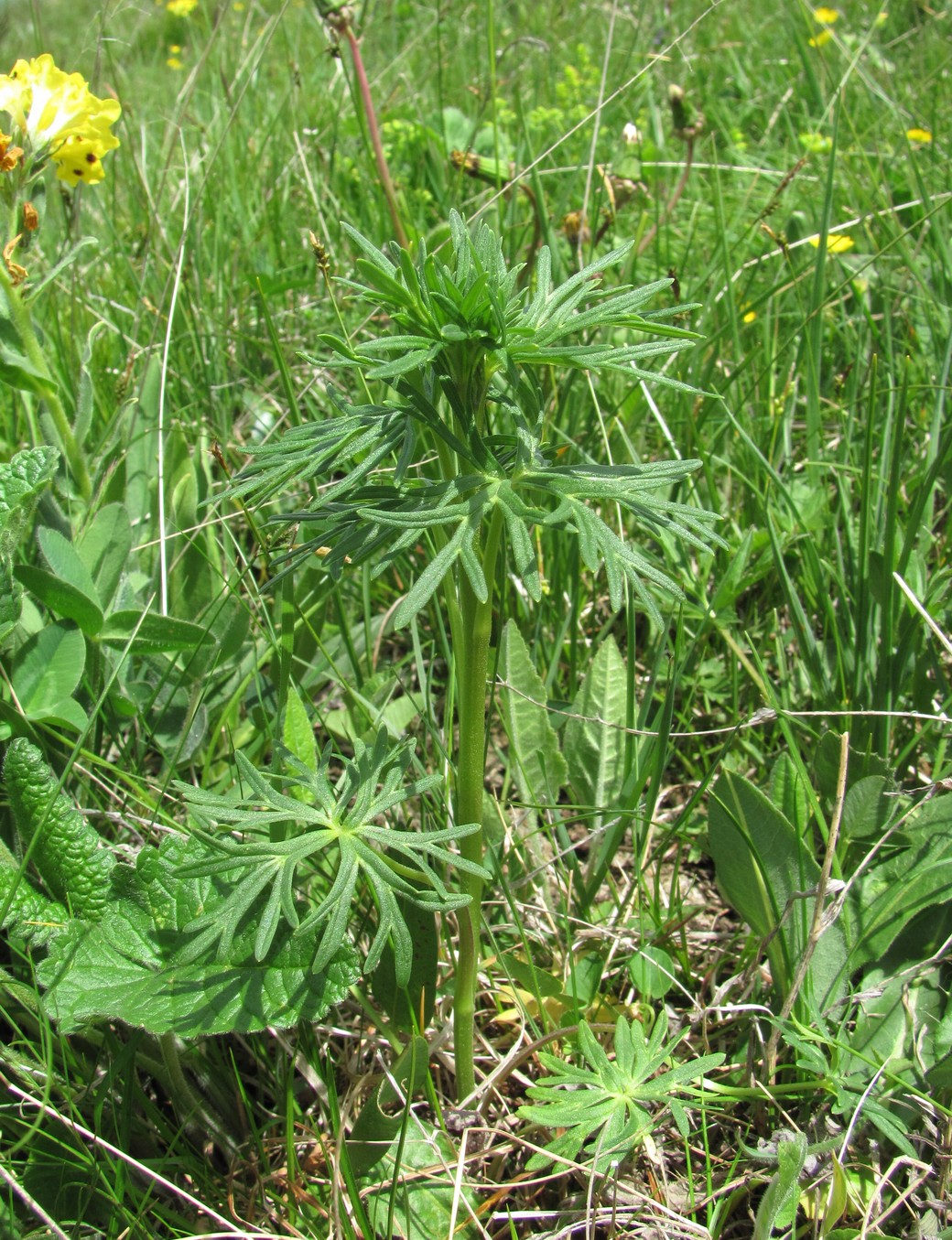 Image of familia Ranunculaceae specimen.