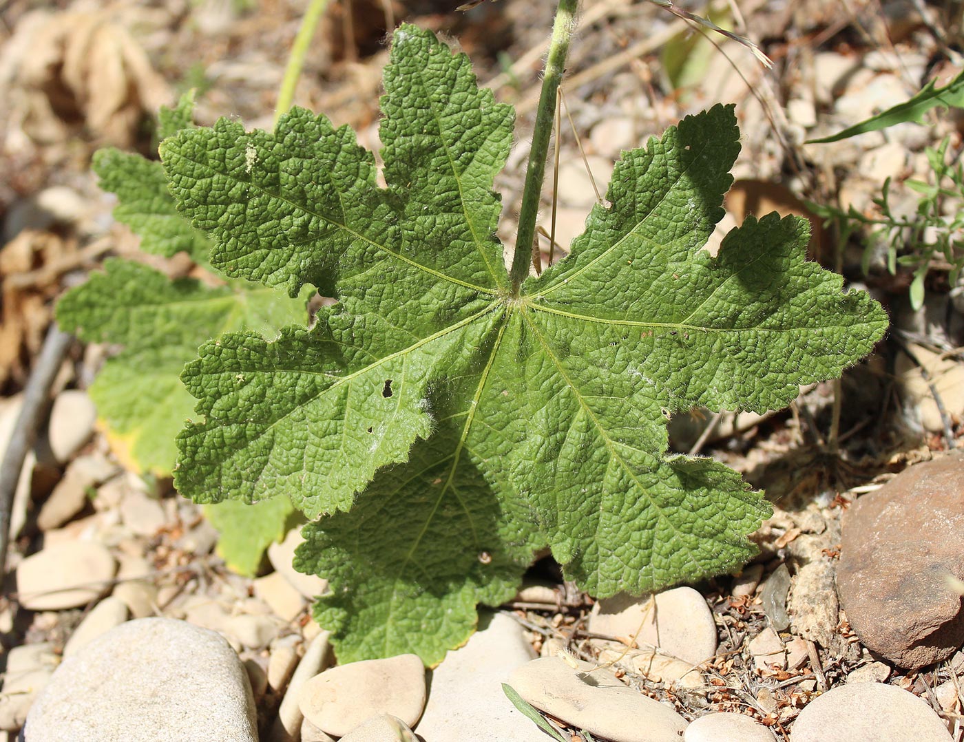 Изображение особи Alcea rugosa.