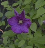 Clematis &times; jackmanii