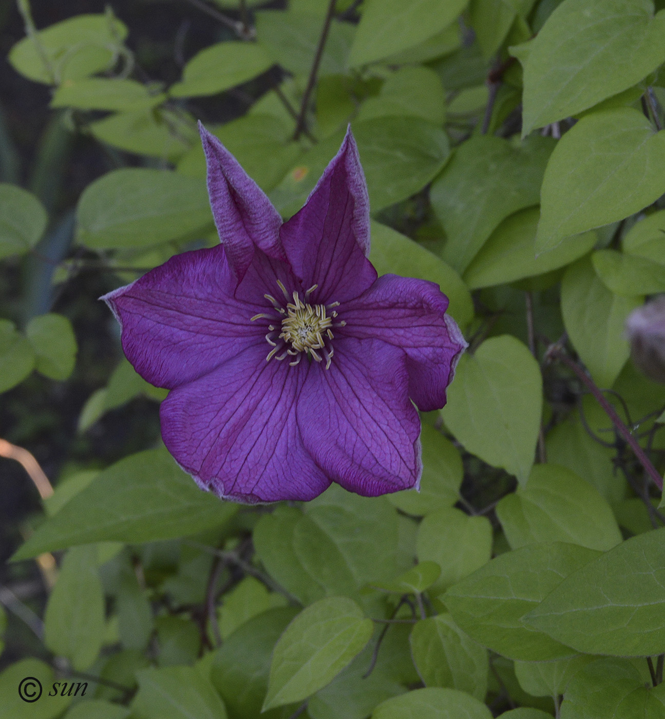 Image of Clematis × jackmanii specimen.
