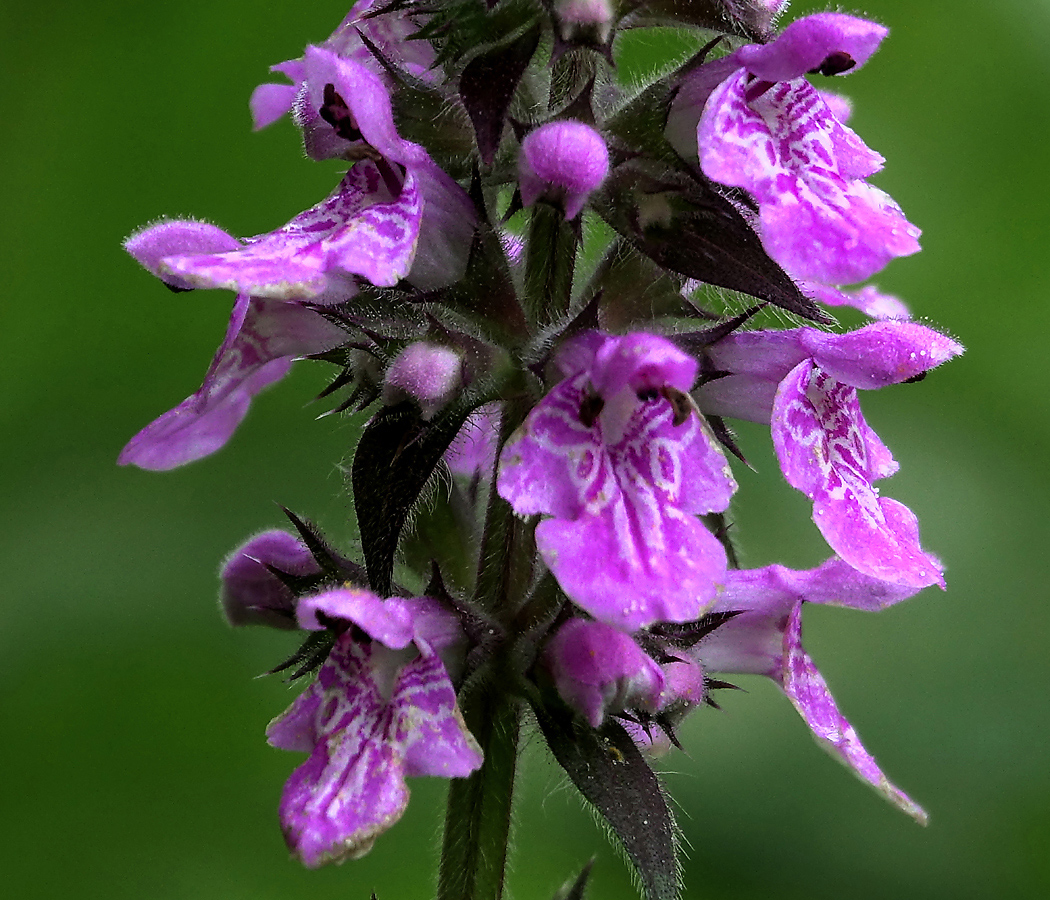 Изображение особи Stachys palustris.