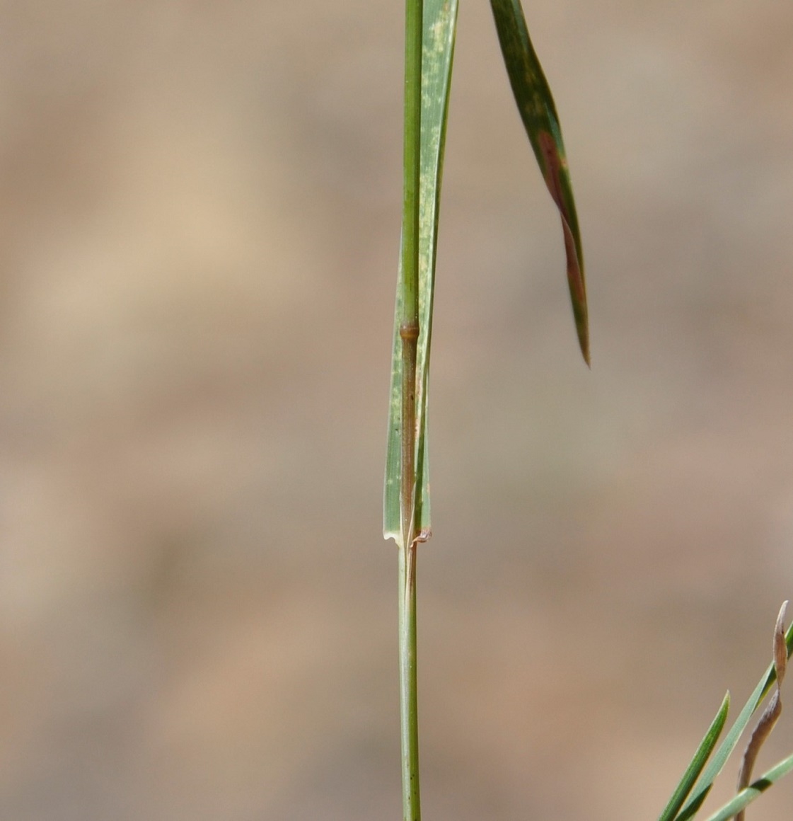 Изображение особи Dactylis hispanica.