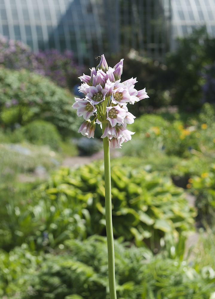 Изображение особи Nectaroscordum bulgaricum.