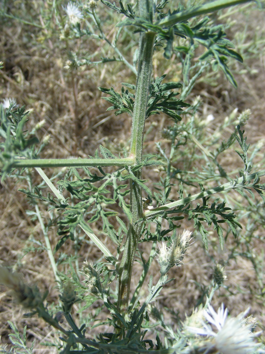 Image of Centaurea diffusa specimen.