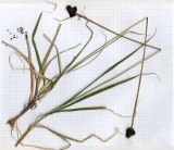 Carex melanocephala. Плодоносящее растение (гербарный образец). Республика Алтай, Онгудайский р-н, юго-восточный пологий склон г. Вершина Тияхты, осоково-злаковый заболоченный высокогорный луг. 05.07.2010.