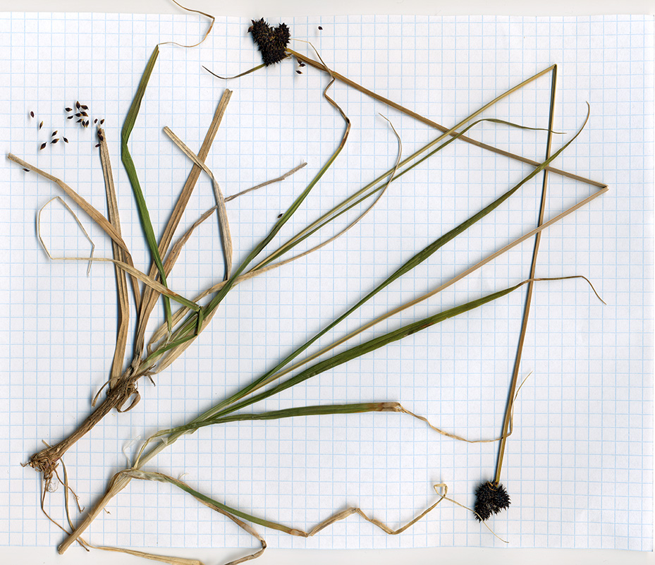 Image of Carex melanocephala specimen.