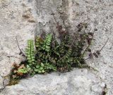 Asplenium trichomanes. Взрослое растение. Черногория, Старый Бар, руины древней крепости. 14 августа 2019 г.