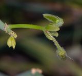 Pelargonium tetragonum