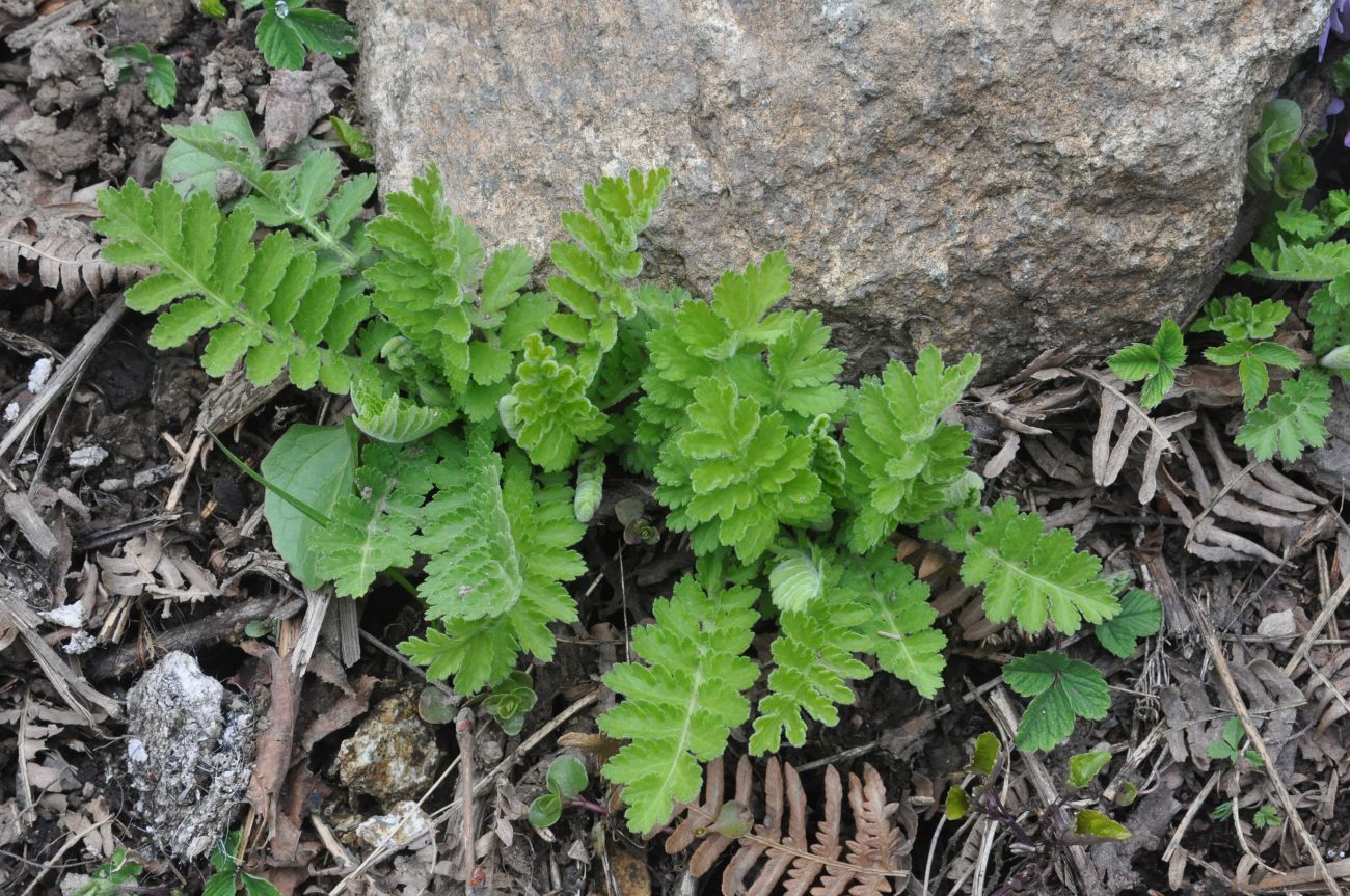 Изображение особи семейство Asteraceae.