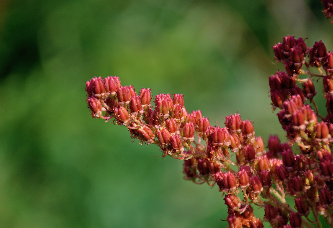 Image of Sorbaria sorbifolia specimen.