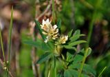 Trifolium spryginii. Верхушка цветущего растения. Челябинская обл., Миасский гор. округ, берег оз. Тургояк, луговой склон. 05.08.2019.