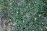 Buxus sinica variety insularis. Ветвь. Китай, Харбин, Хэйлунцзянский лесной ботанический сад, в культуре. 06.10.2019.