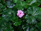 Pelargonium hortorum