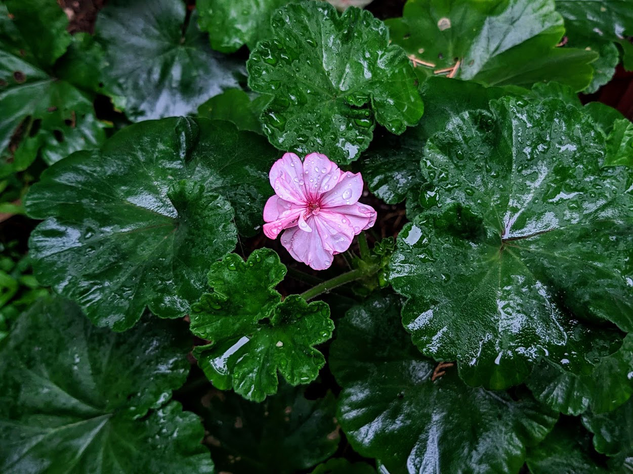 Изображение особи Pelargonium hortorum.