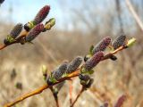 Salix fuscescens. Верхушки зацветающих побегов с тычиночными соцветиями. Магаданская обл., окр. г. Магадан, нижнее течение р. Магаданка, долинный увлажненный ивняк. 04.06.2018.