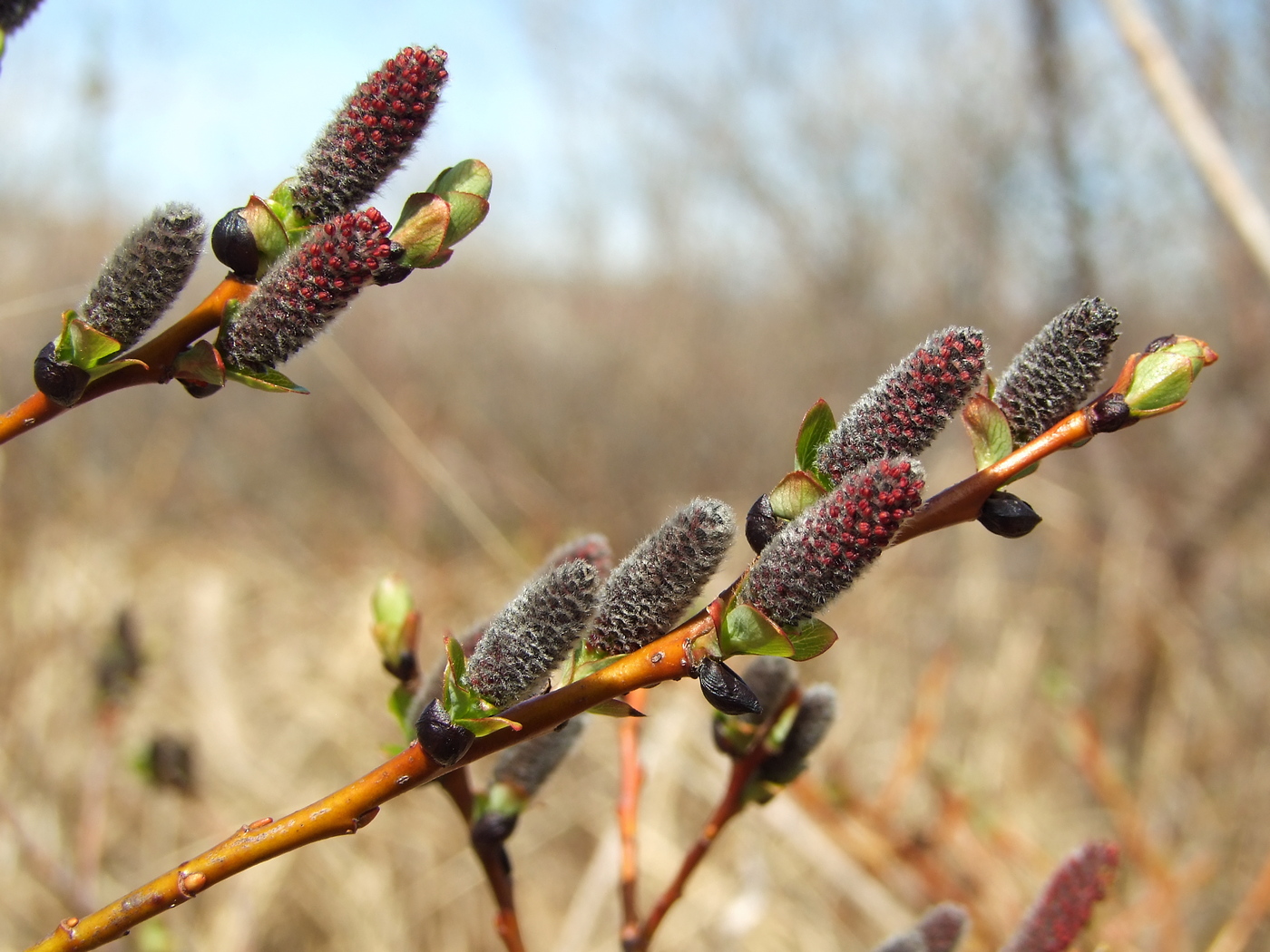 Изображение особи Salix fuscescens.