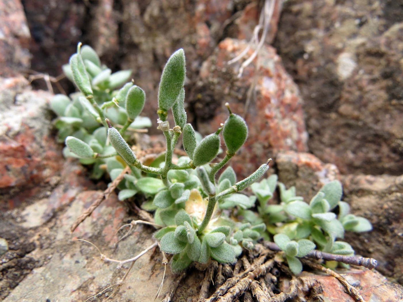 Image of Draba arseniewii specimen.