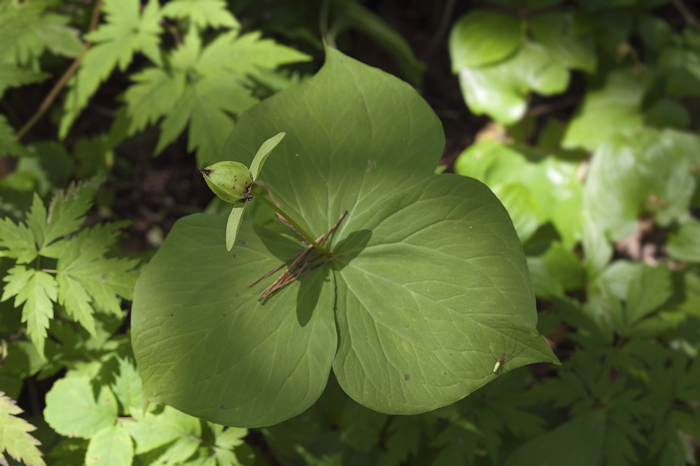 Изображение особи Trillium camschatcense.