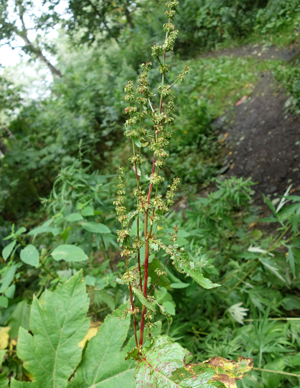 Image of genus Rumex specimen.