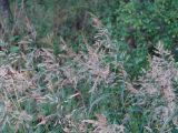 Calamagrostis langsdorffii