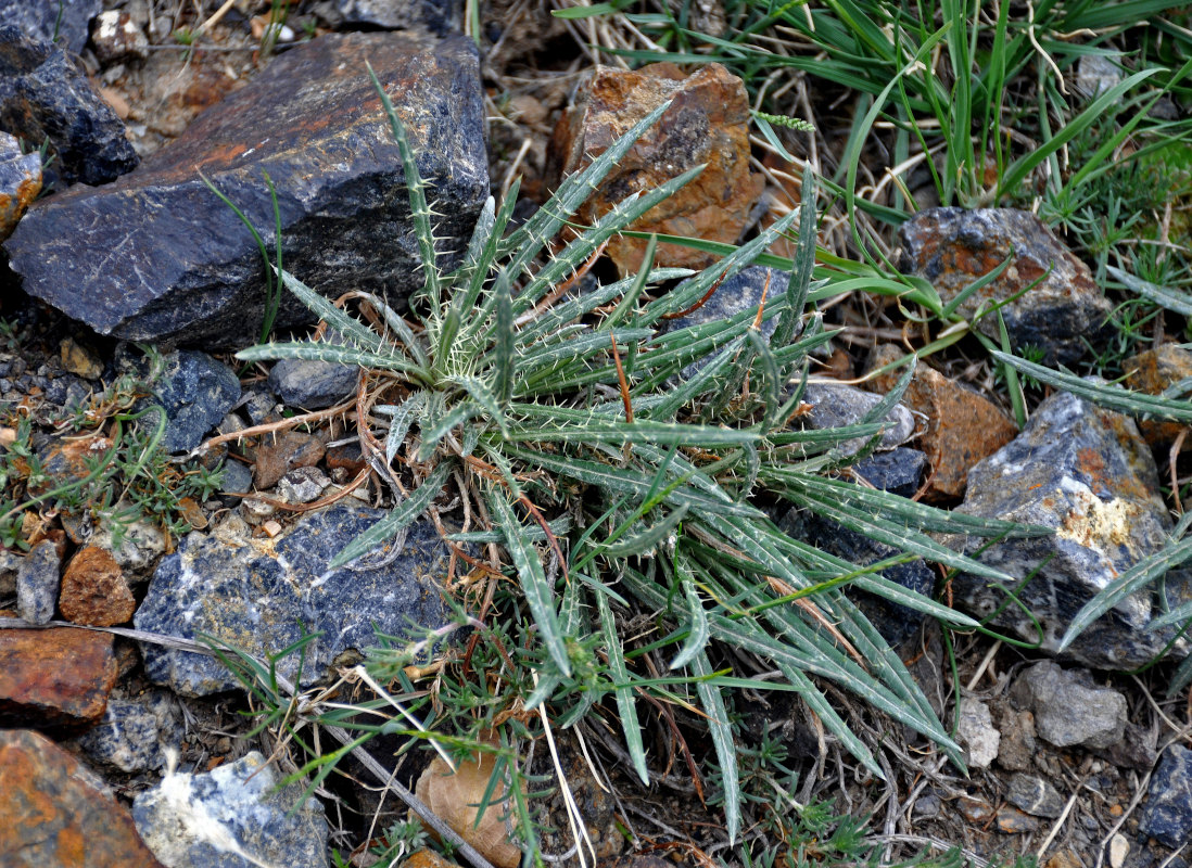 Изображение особи Ancathia igniaria.