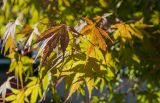Acer palmatum. Листья, принимающие осеннюю окраску. Краснодарский край, МО город-курорт Сочи, Адлерский р-н, м-н Адлер, набережная р. Мзымта в р-не устья. 2 октября 2019 г.