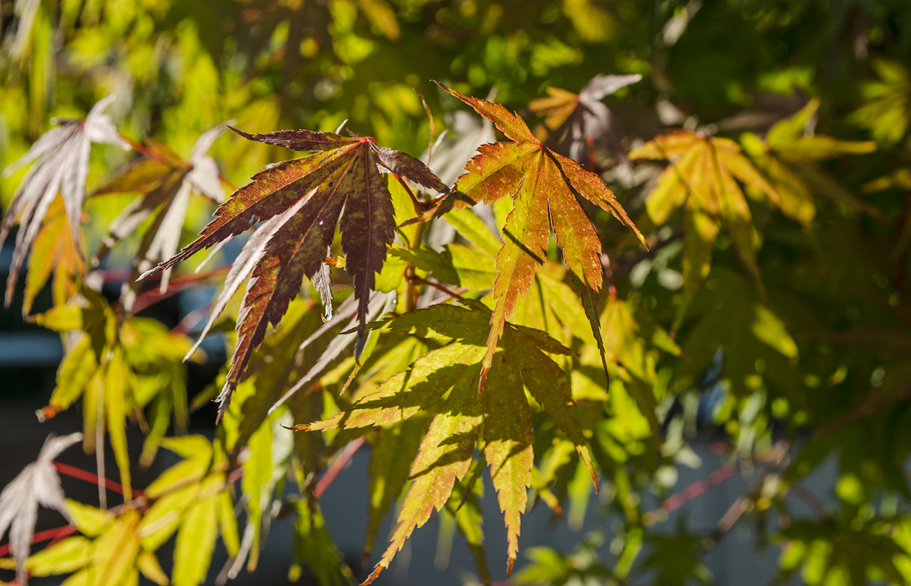 Изображение особи Acer palmatum.