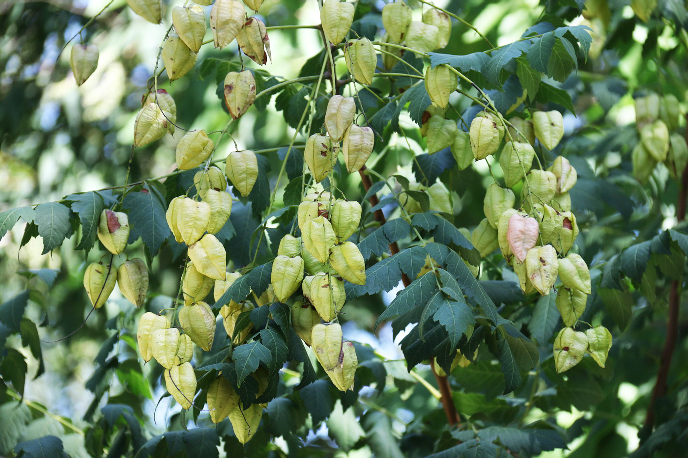 Image of Koelreuteria paniculata specimen.