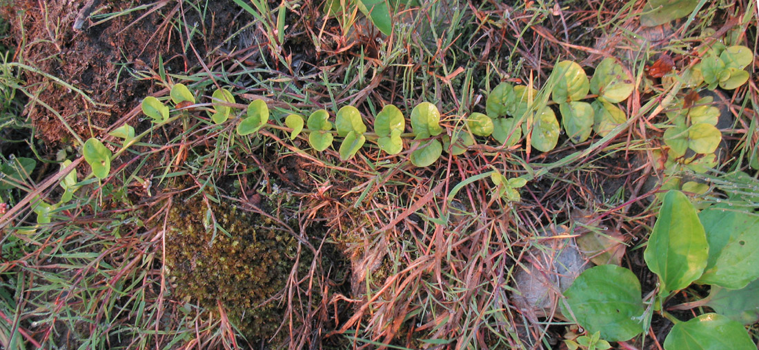 Изображение особи Lysimachia nummularia.