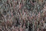 Camphorosma annua