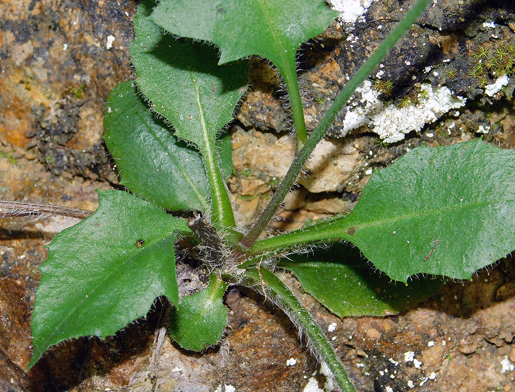 Изображение особи Hieracium vulgatum.